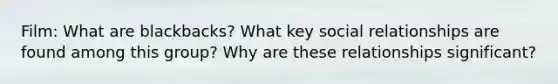 Film: What are blackbacks? What key social relationships are found among this group? Why are these relationships significant?