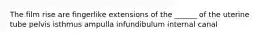 The film rise are fingerlike extensions of the ______ of the uterine tube pelvis isthmus ampulla infundibulum internal canal