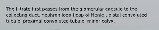 The filtrate first passes from the glomerular capsule to the collecting duct. nephron loop (loop of Henle). distal convoluted tubule. proximal convoluted tubule. minor calyx.