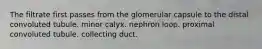 The filtrate first passes from the glomerular capsule to the distal convoluted tubule. minor calyx. nephron loop. proximal convoluted tubule. collecting duct.
