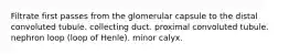 Filtrate first passes from the glomerular capsule to the distal convoluted tubule. collecting duct. proximal convoluted tubule. nephron loop (loop of Henle). minor calyx.