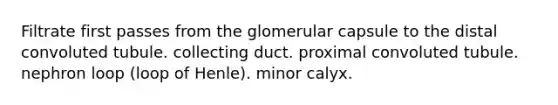 Filtrate first passes from the glomerular capsule to the distal convoluted tubule. collecting duct. proximal convoluted tubule. nephron loop (loop of Henle). minor calyx.