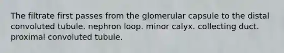 The filtrate first passes from the glomerular capsule to the distal convoluted tubule. nephron loop. minor calyx. collecting duct. proximal convoluted tubule.