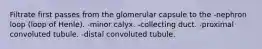 Filtrate first passes from the glomerular capsule to the -nephron loop (loop of Henle). -minor calyx. -collecting duct. -proximal convoluted tubule. -distal convoluted tubule.