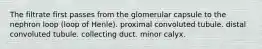 The filtrate first passes from the glomerular capsule to the nephron loop (loop of Henle). proximal convoluted tubule. distal convoluted tubule. collecting duct. minor calyx.