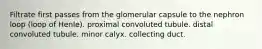 Filtrate first passes from the glomerular capsule to the nephron loop (loop of Henle). proximal convoluted tubule. distal convoluted tubule. minor calyx. collecting duct.