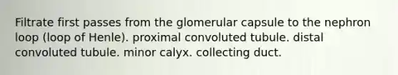 Filtrate first passes from the glomerular capsule to the nephron loop (loop of Henle). proximal convoluted tubule. distal convoluted tubule. minor calyx. collecting duct.