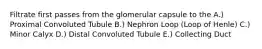 Filtrate first passes from the glomerular capsule to the A.) Proximal Convoluted Tubule B.) Nephron Loop (Loop of Henle) C.) Minor Calyx D.) Distal Convoluted Tubule E.) Collecting Duct