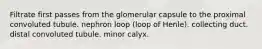 Filtrate first passes from the glomerular capsule to the proximal convoluted tubule. nephron loop (loop of Henle). collecting duct. distal convoluted tubule. minor calyx.