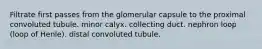 Filtrate first passes from the glomerular capsule to the proximal convoluted tubule. minor calyx. collecting duct. nephron loop (loop of Henle). distal convoluted tubule.