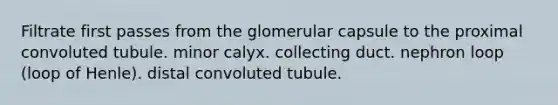 Filtrate first passes from the glomerular capsule to the proximal convoluted tubule. minor calyx. collecting duct. nephron loop (loop of Henle). distal convoluted tubule.