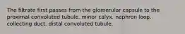 The filtrate first passes from the glomerular capsule to the proximal convoluted tubule. minor calyx. nephron loop. collecting duct. distal convoluted tubule.