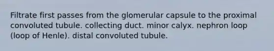 Filtrate first passes from the glomerular capsule to the proximal convoluted tubule. collecting duct. minor calyx. nephron loop (loop of Henle). distal convoluted tubule.