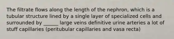 The filtrate flows along the length of the nephron, which is a tubular structure lined by a single layer of specialized cells and surrounded by ______ large veins definitive urine arteries a lot of stuff capillaries (peritubular capillaries and vasa recta)