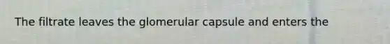 The filtrate leaves the glomerular capsule and enters the