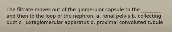 The filtrate moves out of the glomerular capsule to the ________ and then to the loop of the nephron. a. renal pelvis b. collecting duct c. juxtaglomerular apparatus d. proximal convoluted tubule