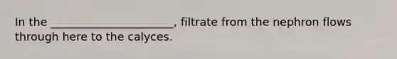 In the ______________________, filtrate from the nephron flows through here to the calyces.