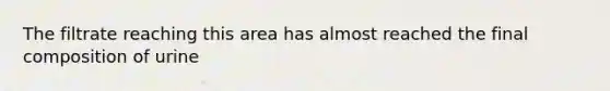 The filtrate reaching this area has almost reached the final composition of urine