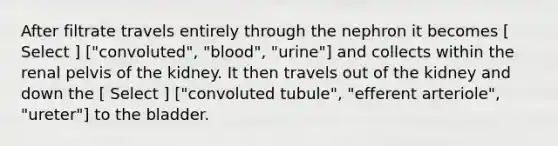 After filtrate travels entirely through the nephron it becomes [ Select ] ["convoluted", "blood", "urine"] and collects within the renal pelvis of the kidney. It then travels out of the kidney and down the [ Select ] ["convoluted tubule", "efferent arteriole", "ureter"] to the bladder.