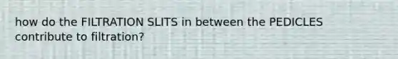 how do the FILTRATION SLITS in between the PEDICLES contribute to filtration?