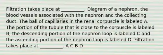 Filtration takes place at __________. Diagram of a nephron, <a href='https://www.questionai.com/knowledge/k7oXMfj7lk-the-blood' class='anchor-knowledge'>the blood</a> vessels associated with the nephron and the collecting duct. The ball of capillaries in the renal corpuscle is labeled A. The portion of the tubule that is close to the corpuscle is labeled B, the descending portion of the nephron loop is labeled C and the ascending portion of the nephron loop is labeled D. Filtration takes place at __________. A C B D