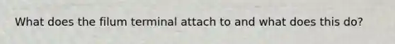 What does the filum terminal attach to and what does this do?