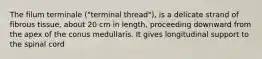 The filum terminale ("terminal thread"), is a delicate strand of fibrous tissue, about 20 cm in length, proceeding downward from the apex of the conus medullaris. It gives longitudinal support to the spinal cord