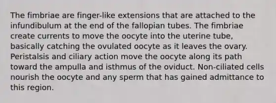 The fimbriae are finger-like extensions that are attached to the infundibulum at the end of the fallopian tubes. The fimbriae create currents to move the oocyte into the uterine tube, basically catching the ovulated oocyte as it leaves the ovary. Peristalsis and ciliary action move the oocyte along its path toward the ampulla and isthmus of the oviduct. Non-ciliated cells nourish the oocyte and any sperm that has gained admittance to this region.