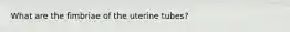 What are the fimbriae of the uterine tubes?