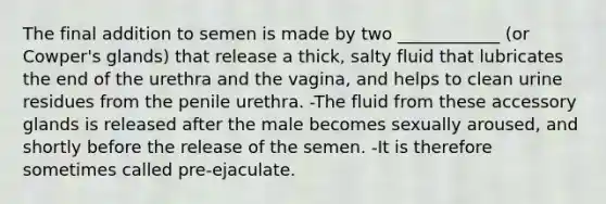 The final addition to semen is made by two ____________ (or Cowper's glands) that release a thick, salty fluid that lubricates the end of the urethra and the vagina, and helps to clean urine residues from the penile urethra. -The fluid from these accessory glands is released after the male becomes sexually aroused, and shortly before the release of the semen. -It is therefore sometimes called pre-ejaculate.