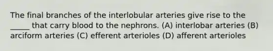 The final branches of the interlobular arteries give rise to the _____ that carry blood to the nephrons. (A) interlobar arteries (B) arciform arteries (C) efferent arterioles (D) afferent arterioles