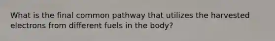 What is the final common pathway that utilizes the harvested electrons from different fuels in the body?