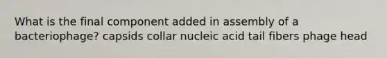 What is the final component added in assembly of a bacteriophage? capsids collar nucleic acid tail fibers phage head