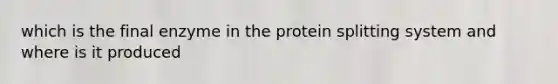 which is the final enzyme in the protein splitting system and where is it produced