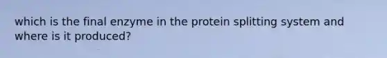 which is the final enzyme in the protein splitting system and where is it produced?