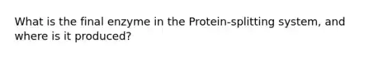 What is the final enzyme in the Protein-splitting system, and where is it produced?