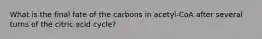 What is the final fate of the carbons in acetyl-CoA after several turns of the citric acid cycle?