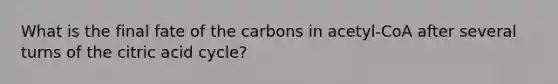 What is the final fate of the carbons in acetyl-CoA after several turns of the citric acid cycle?