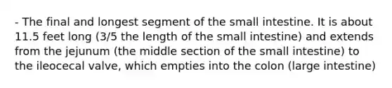 - The final and longest segment of <a href='https://www.questionai.com/knowledge/kt623fh5xn-the-small-intestine' class='anchor-knowledge'>the small intestine</a>. It is about 11.5 feet long (3/5 the length of the small intestine) and extends from the jejunum (the middle section of the small intestine) to the ileocecal valve, which empties into the colon (<a href='https://www.questionai.com/knowledge/kGQjby07OK-large-intestine' class='anchor-knowledge'>large intestine</a>)