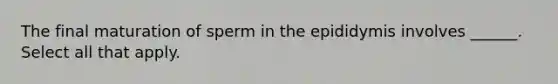 The final maturation of sperm in the epididymis involves ______. Select all that apply.