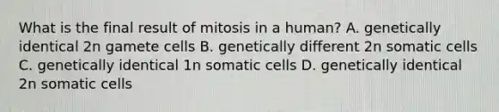 What is the final result of mitosis in a human? A. genetically identical 2n gamete cells B. genetically different 2n somatic cells C. genetically identical 1n somatic cells D. genetically identical 2n somatic cells