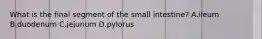 What is the final segment of the small intestine? A.ileum B.duodenum C.jejunum D.pylorus