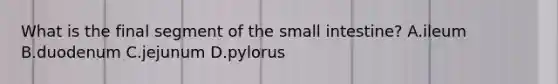 What is the final segment of <a href='https://www.questionai.com/knowledge/kt623fh5xn-the-small-intestine' class='anchor-knowledge'>the small intestine</a>? A.ileum B.duodenum C.jejunum D.pylorus