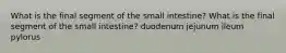 What is the final segment of the small intestine? What is the final segment of the small intestine? duodenum jejunum ileum pylorus