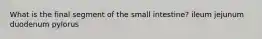 What is the final segment of the small intestine? ileum jejunum duodenum pylorus