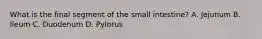 What is the final segment of the small intestine? A. Jejunum B. Ileum C. Duodenum D. Pylorus