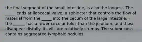 the final segment of the small intestine, is also the longest. The _____ ends at ileocecal valve, a sphincter that controls the flow of material from the _____ into the cecum of the large intestine. - the ______ has a fewer circular folds than the jejunum, and those disappear distally. Its villi are relatively stumpy. The submucosa contains aggregated lymphoid nodules.