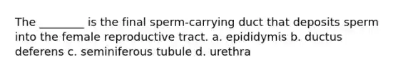 The ________ is the final sperm-carrying duct that deposits sperm into the female reproductive tract. a. epididymis b. ductus deferens c. seminiferous tubule d. urethra