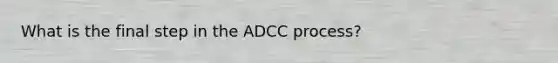 What is the final step in the ADCC process?