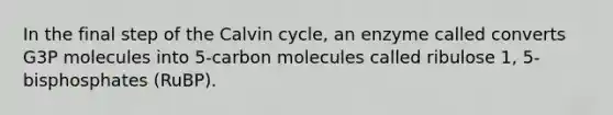 In the final step of the Calvin cycle, an enzyme called converts G3P molecules into 5-carbon molecules called ribulose 1, 5-bisphosphates (RuBP).